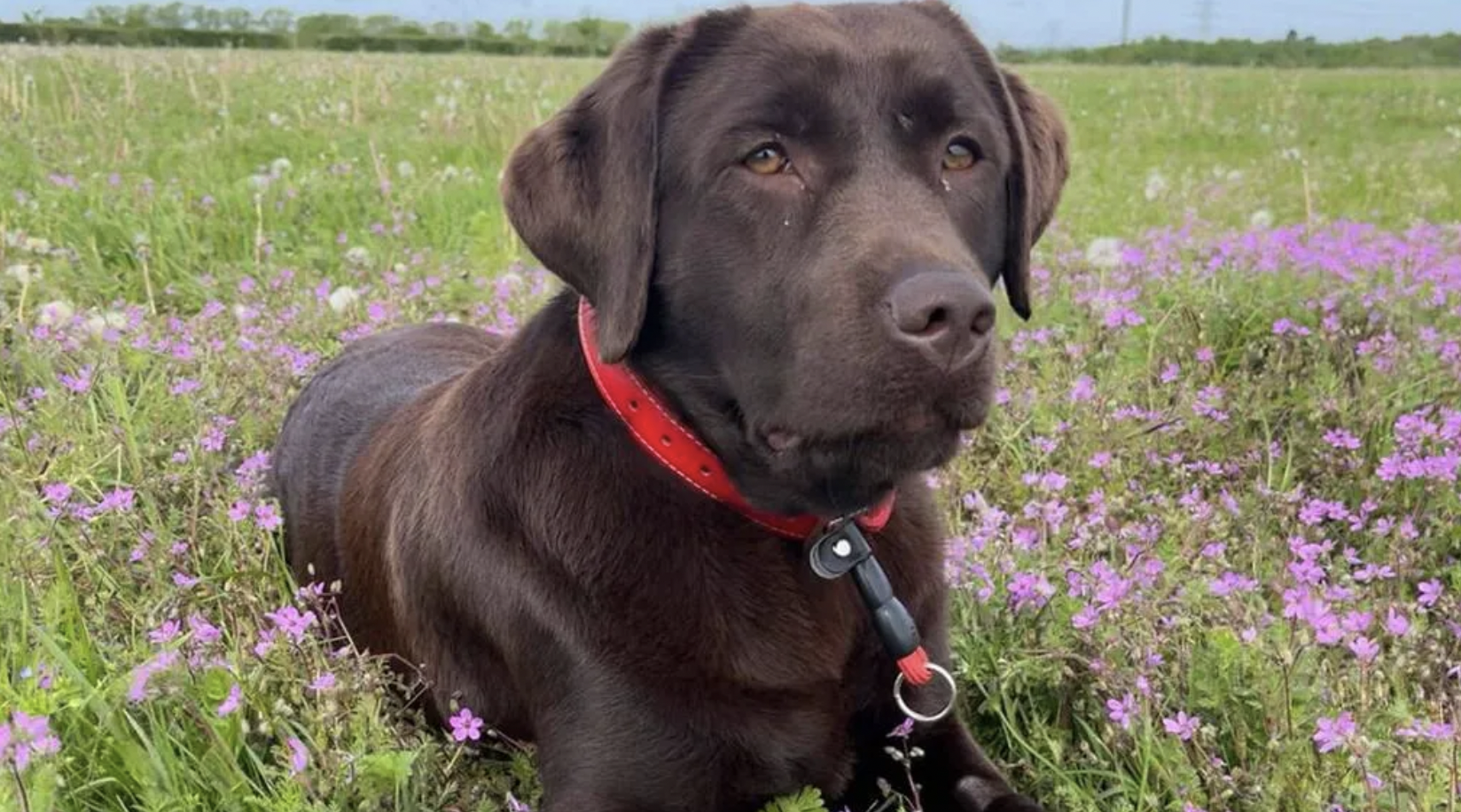 A Winning Feeling: Arsenal's Chocolate Labrador called Win is included in official team photo
