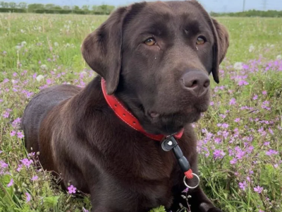 A Winning Feeling: Arsenal's Chocolate Labrador called Win is included in official team photo